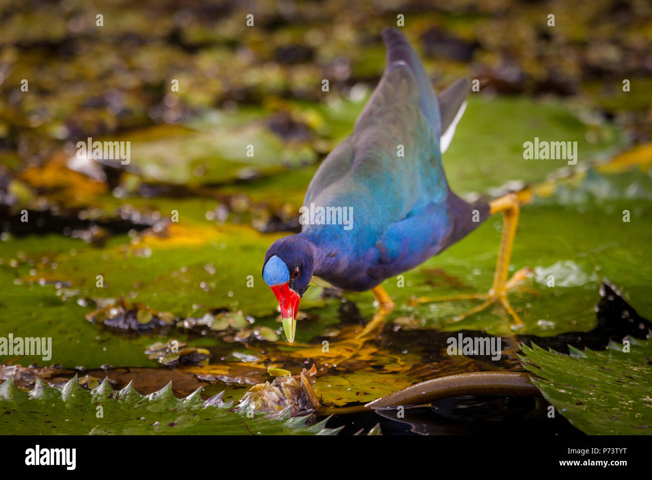 Purple Gallinule, Porphyrio martinica, at the riverside of Rio Chagres, Soberania national park, Republic of Panama. Stock Photo