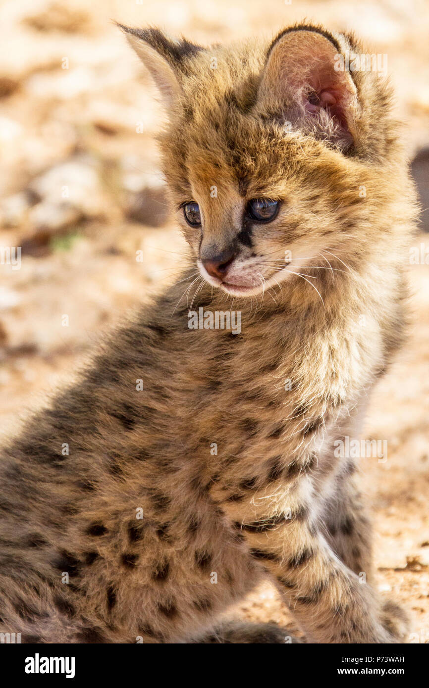 leptailurus serval kitten