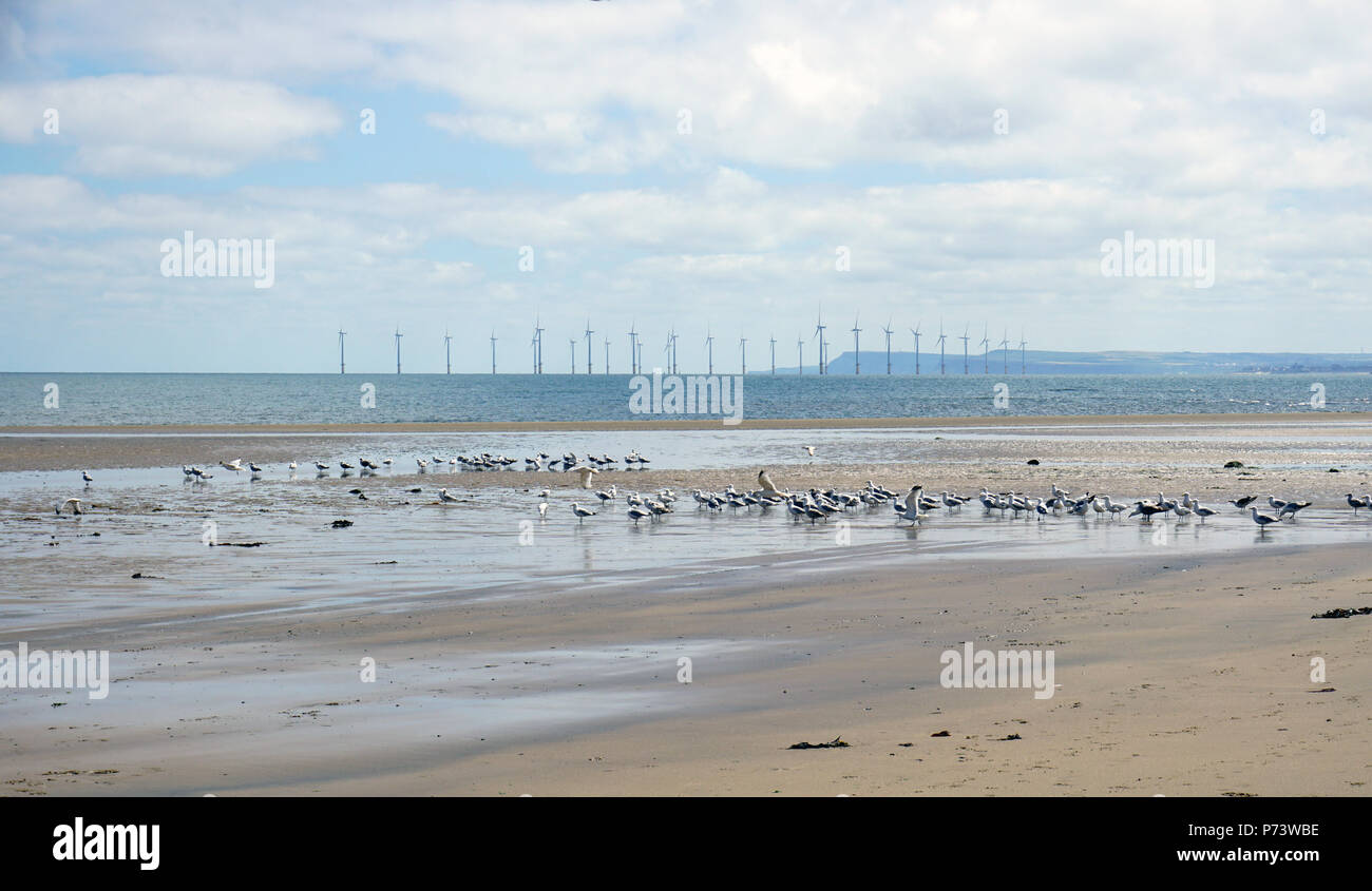 Beach at Seaton Carew Hartlepool England on a Summer Day Tide Going Out Flock Of Seagulls Feeding At The Waters Edge Offshore Wind Turbines Stock Photo