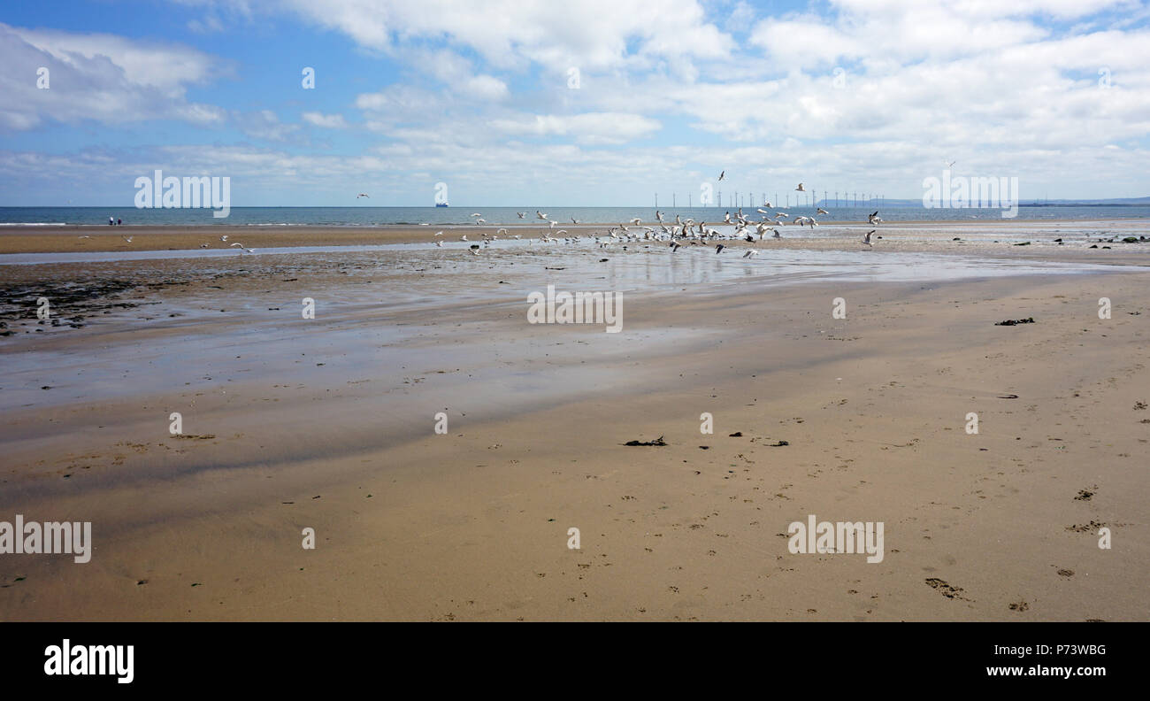 Beach at Seaton Carew Hartlepool England on a Summer Day Tide Going Out Flock Of Seagulls Feeding At The Waters Edge Offshore Wind Turbines Stock Photo