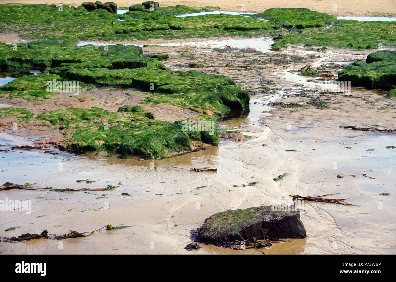 Beach at Seaton Carew Hartlepool England on a Summer Day Tide Going Out Seaweed covered rocks
