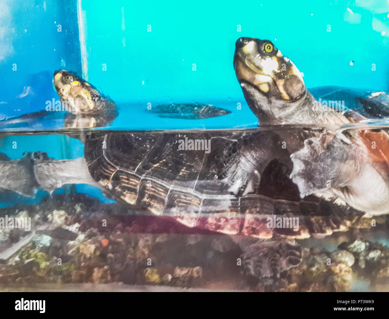 Two turtles swimming in aquarium one over another Stock Photo