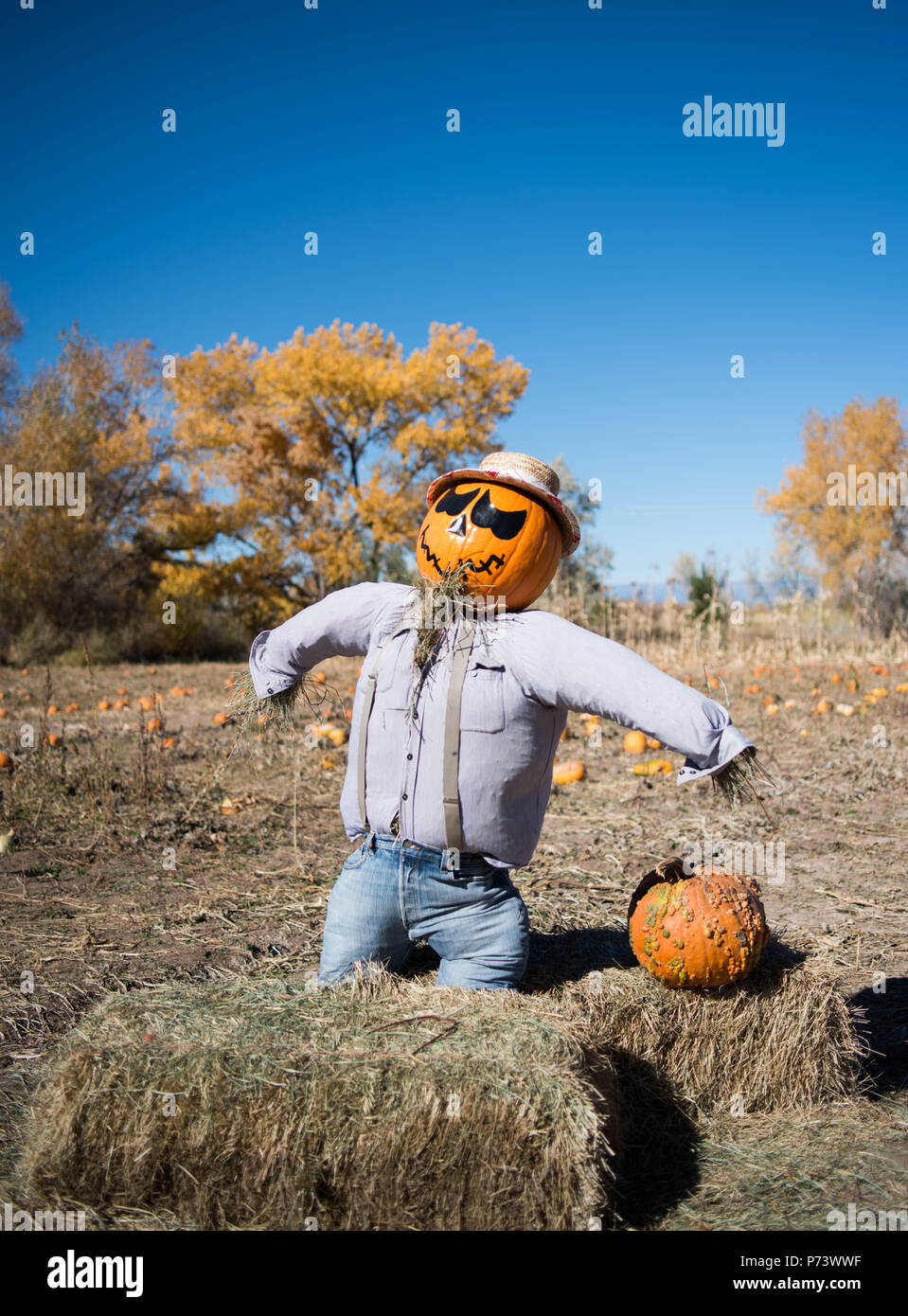 Guarding the Pumpkin Patch Before Halloween Stock Photo