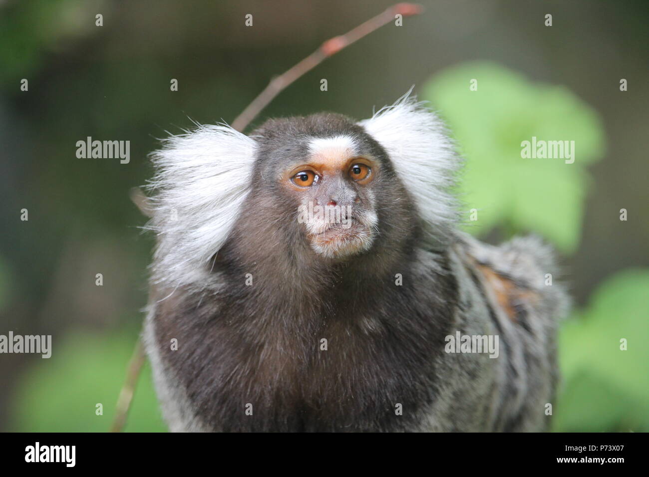 The marmosets, also known as zaris, are twenty-two New World monkey species of the genera Callithrix, Cebuella, Callib Stock Photo