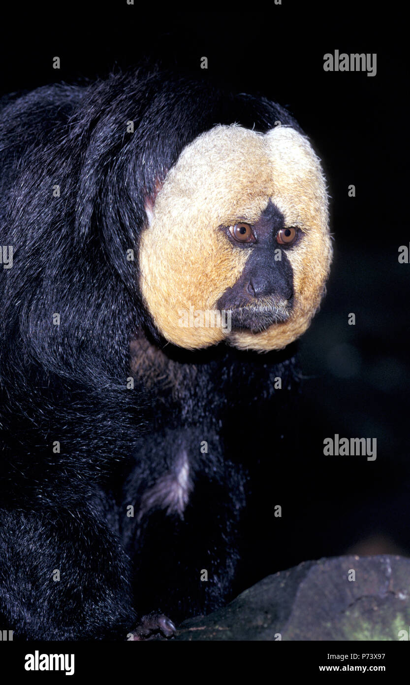 NOT 1249894 WHITE FACED SAKI MONKEY Pithecia pithecia Stock Photo - Alamy