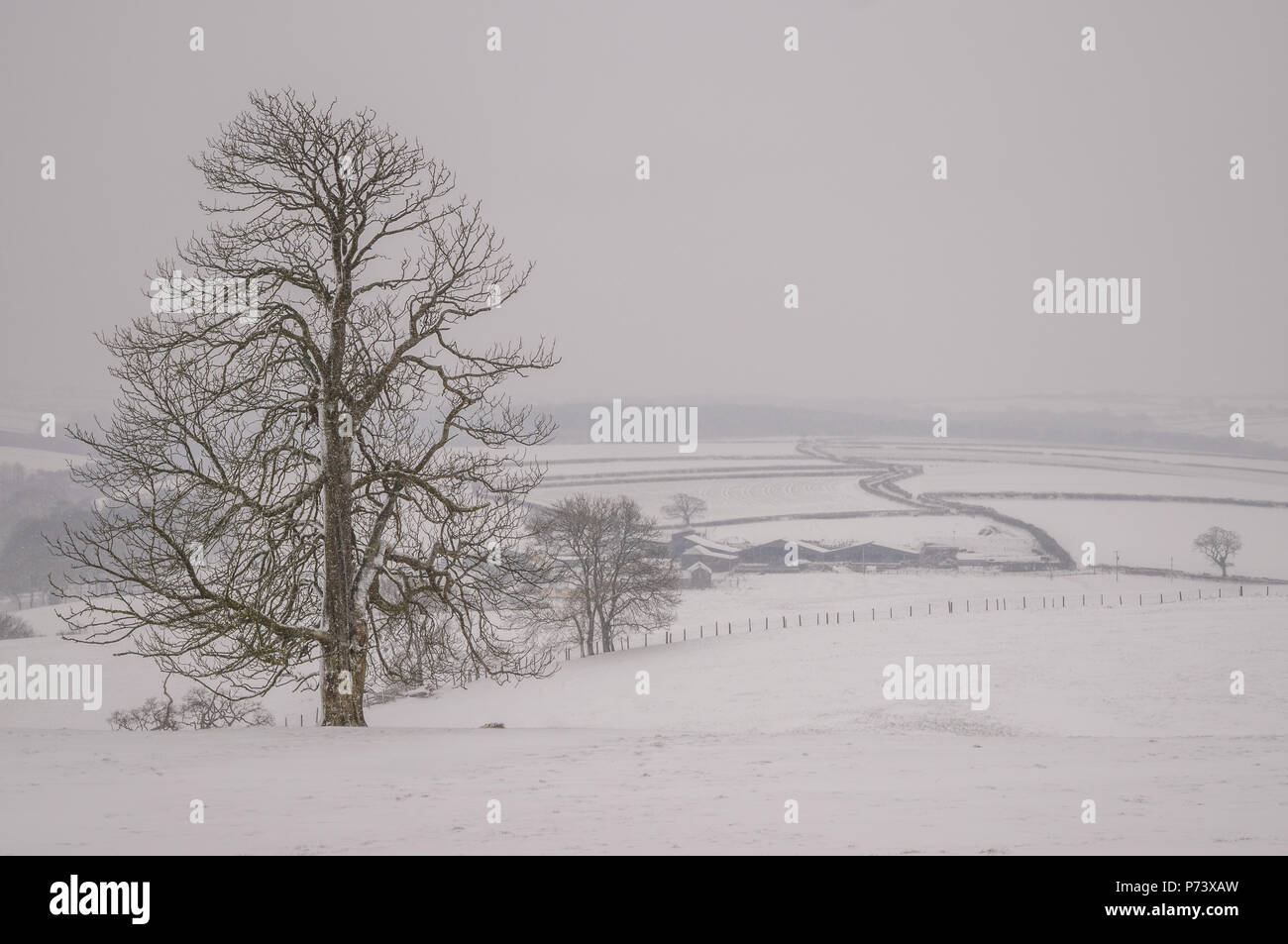 Farmland covered in an early spring snowfall in Devon Stock Photo