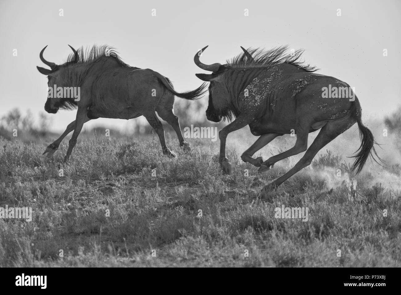 Running Wildebeest Stock Photo