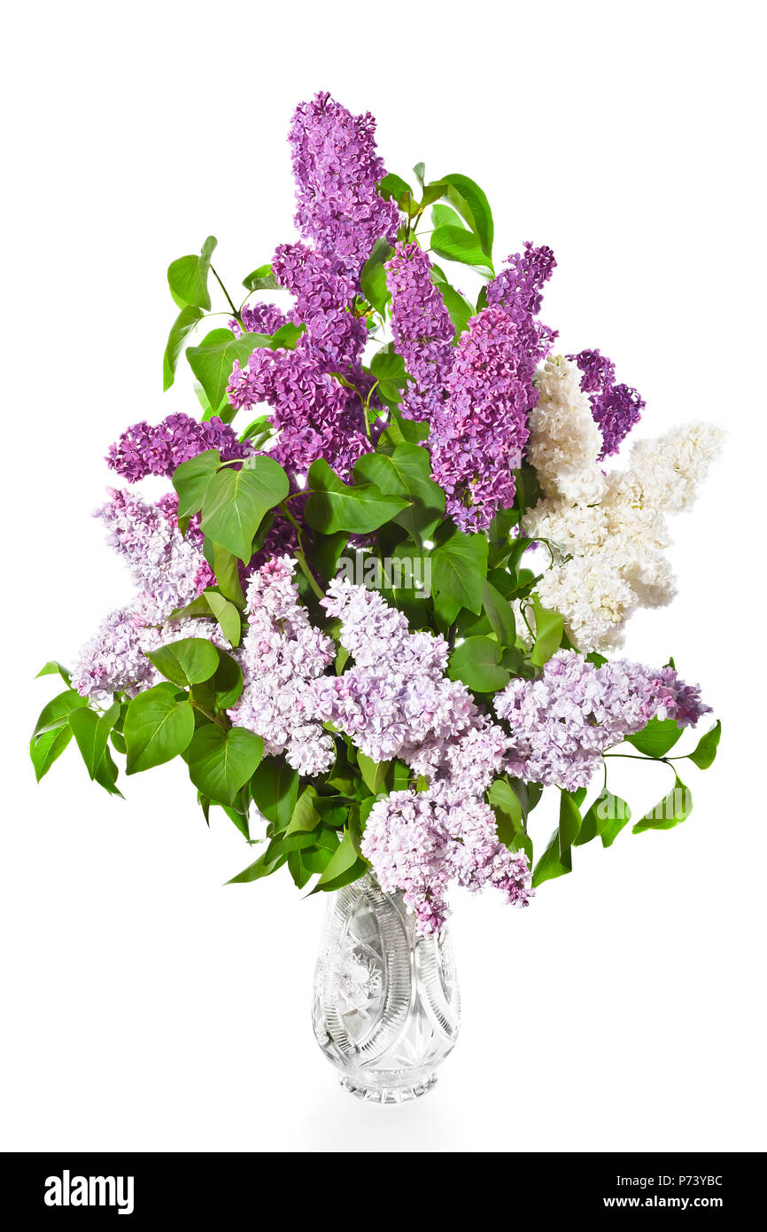 Bouquet of white and lilac and purple lilacs in a crystal vase on a ...