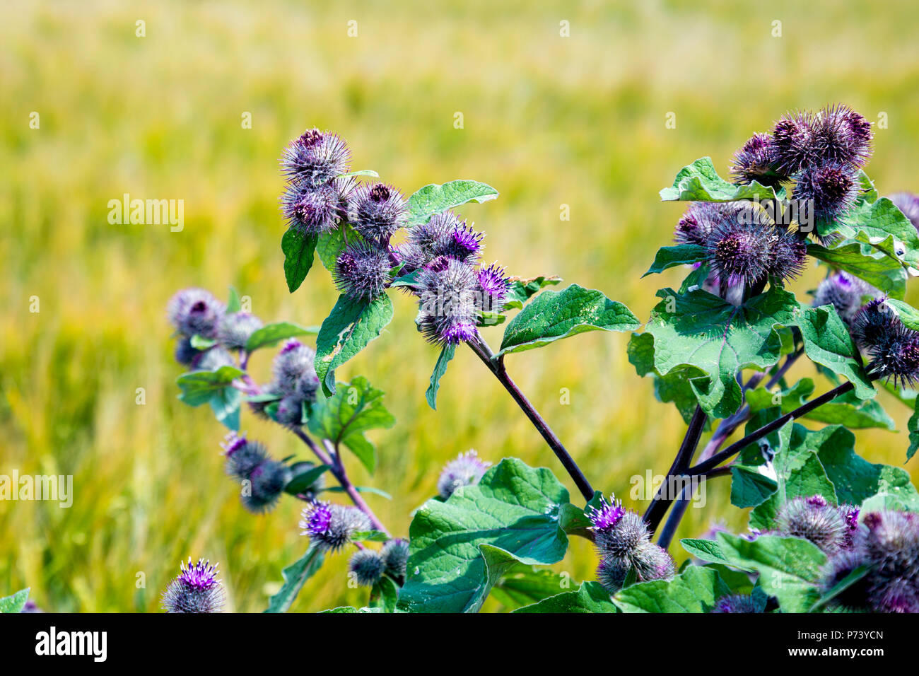 Purple milk thistle growing in a field Stock Photo