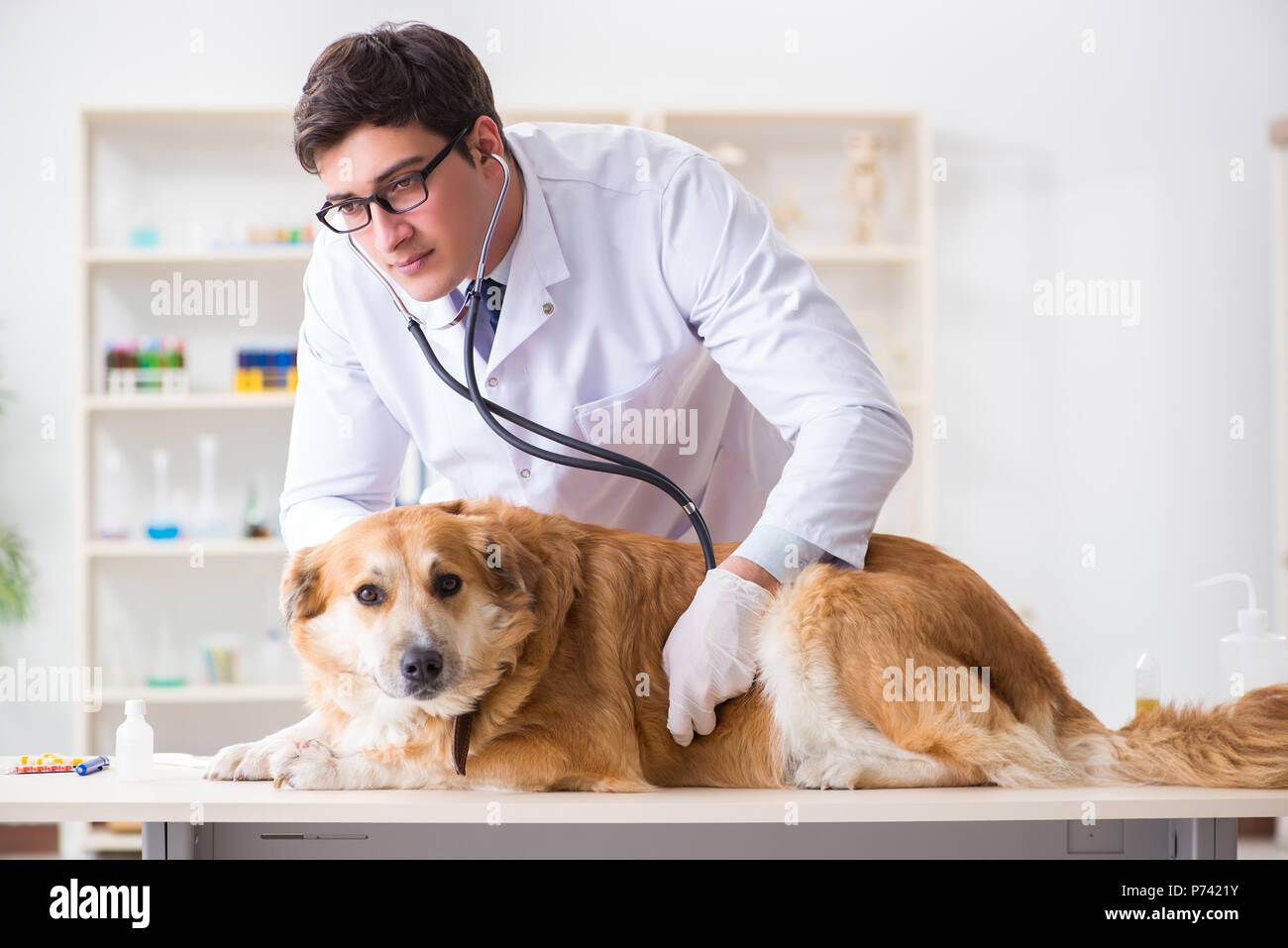 Doctor examining golden retriever dog in vet clinic Stock Photo Alamy