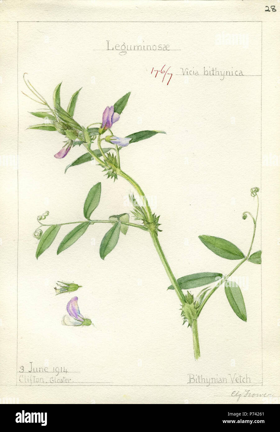 Español: Vicia bithynica en Georgina Trower via BibliOdyssey-Trower Botanical Illustrations. 1914 225 Vicia bithynica-Trower-1 Stock Photo