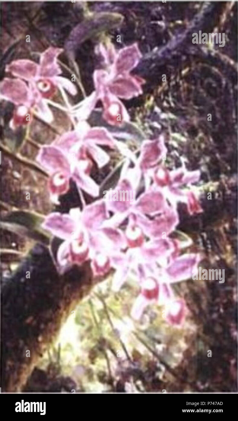 . Cattleya skinneri  N/A 47 Span, Emil - Orquidea Cattleya skinneri 44.5x29 Stock Photo