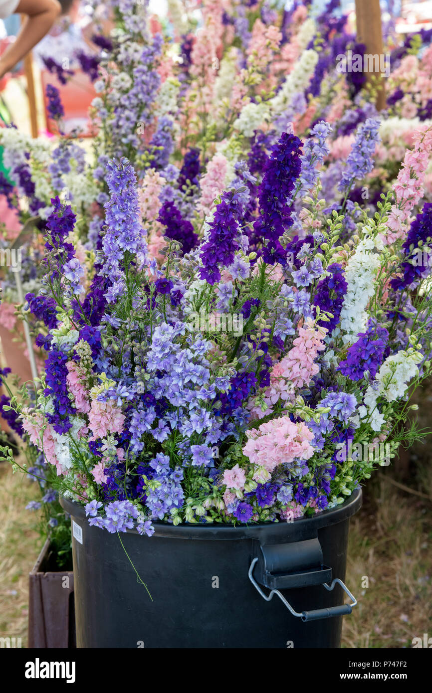 Delphiniums for sale at the Real Flower Petal Confetti flower fields in