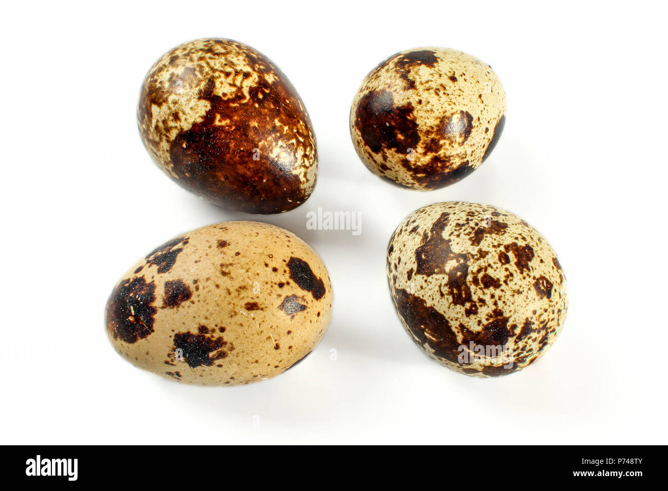 Four quail eggs isolated on white background. Stock Photo