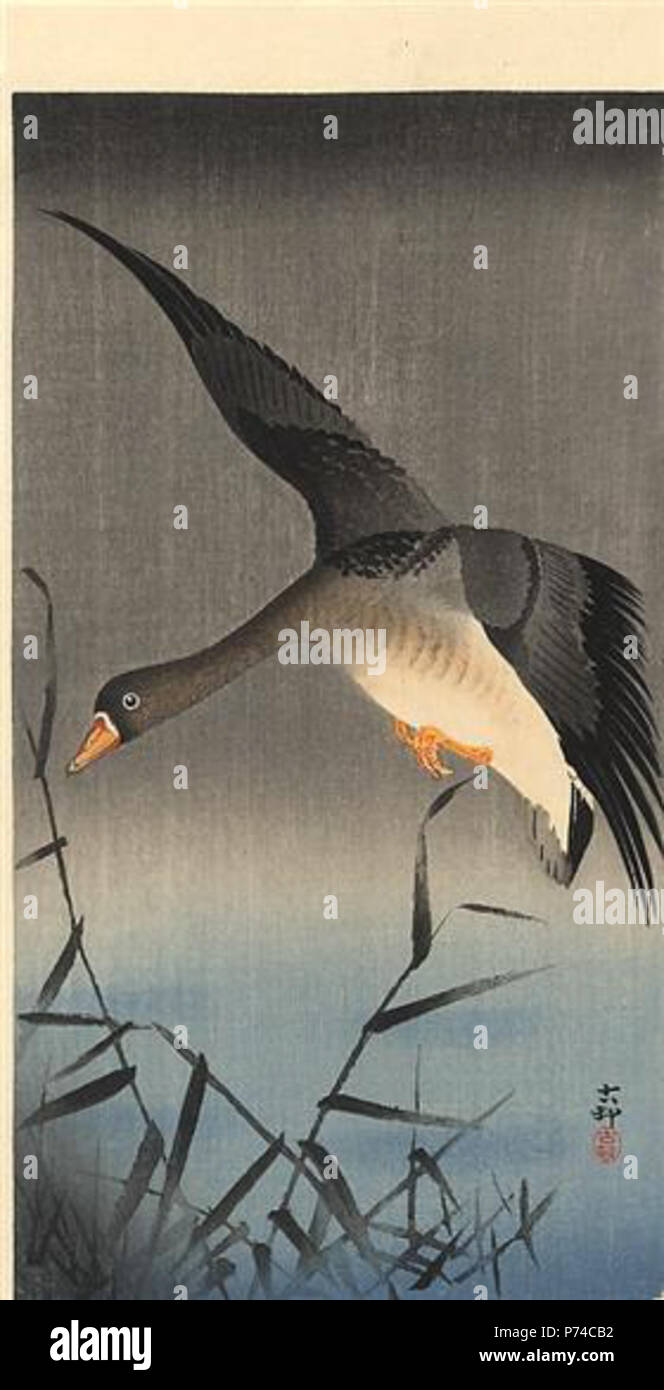 Asian goose hi-res stock photography and images - Alamy