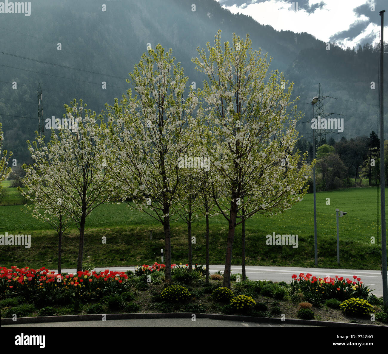 Spring blossom at Plankis in Chur,Graubünden Stock Photo Alamy