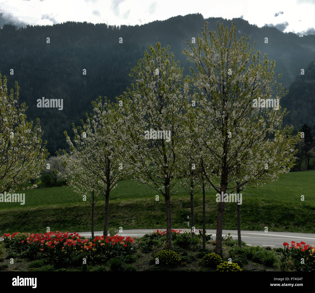 Spring blossom at Plankis in Chur,Graubünden Stock Photo Alamy