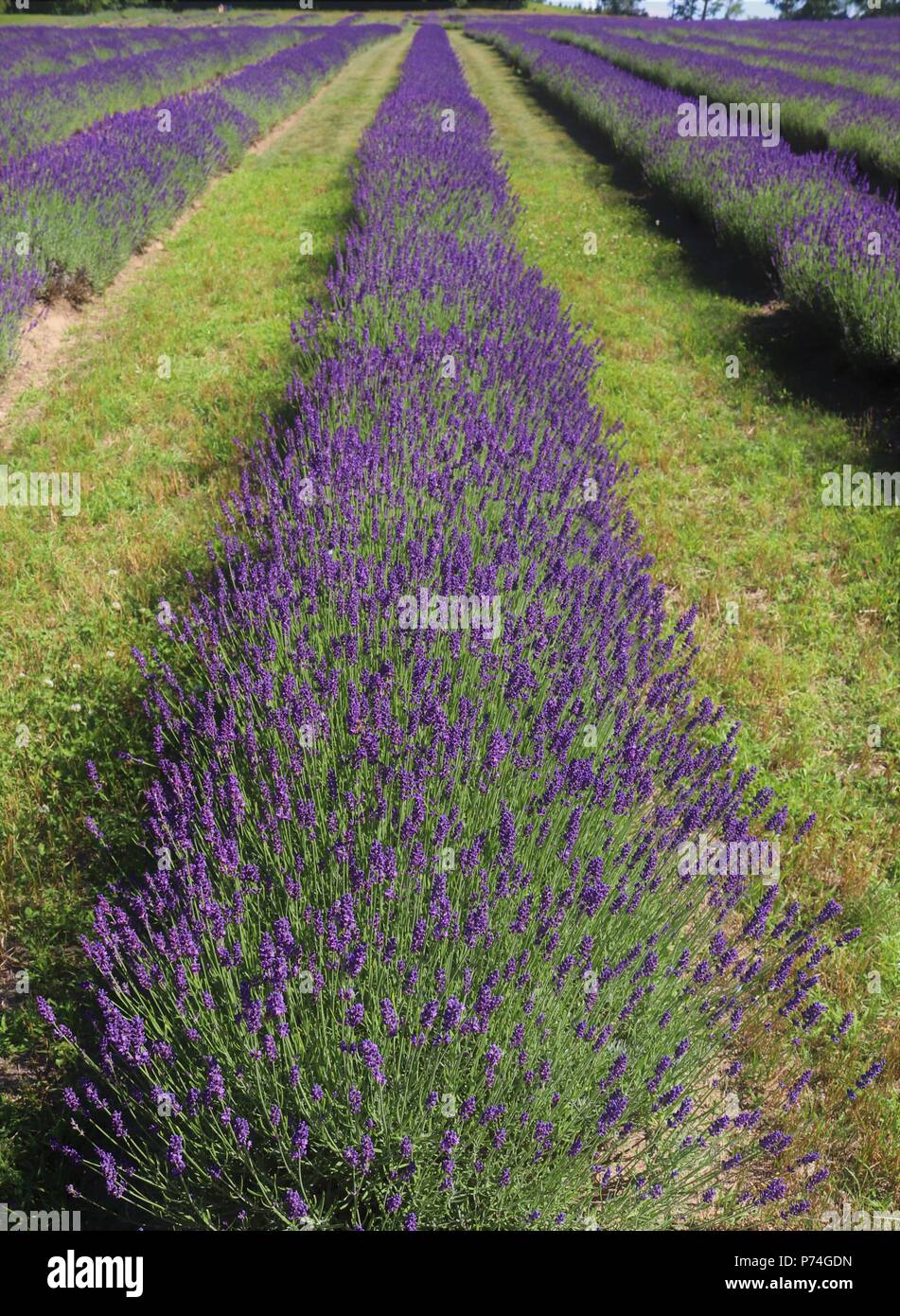 Lavender Fields Stock Photo