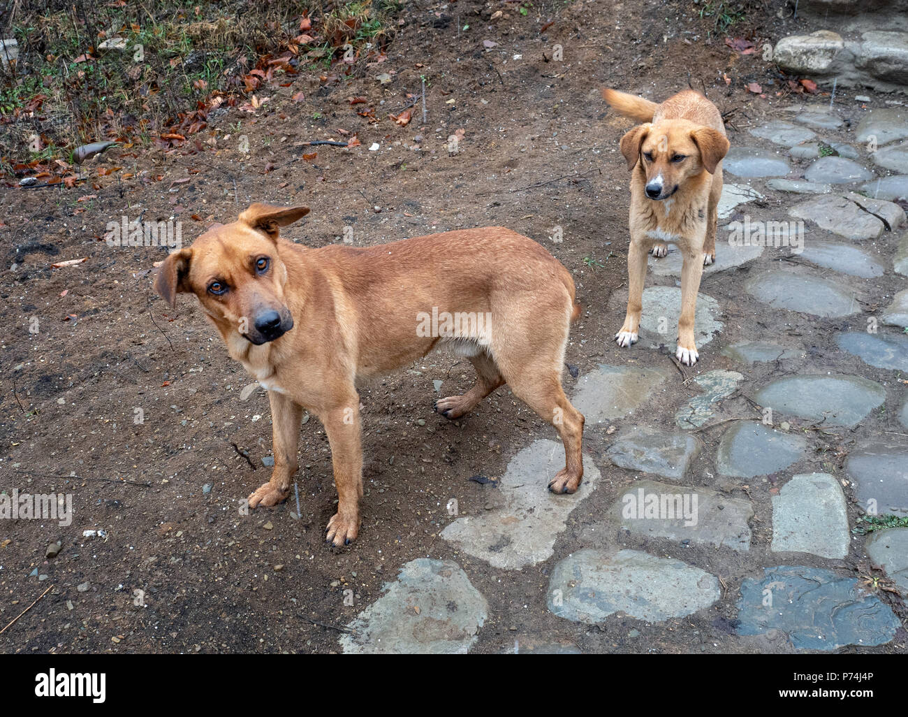 Stray Dogs Georgia Caucasus Stock Photo Alamy stray-dogs-georgia-caucasus-stock-photo-alamy