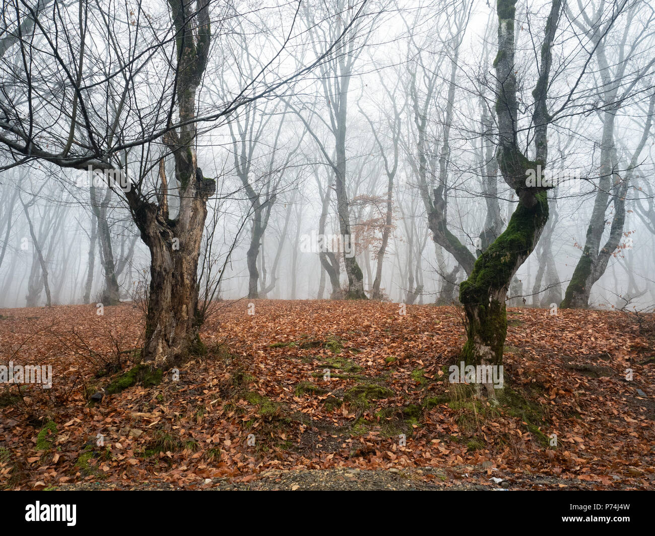 Fairy forest in fog, autumn scenery Stock Photo