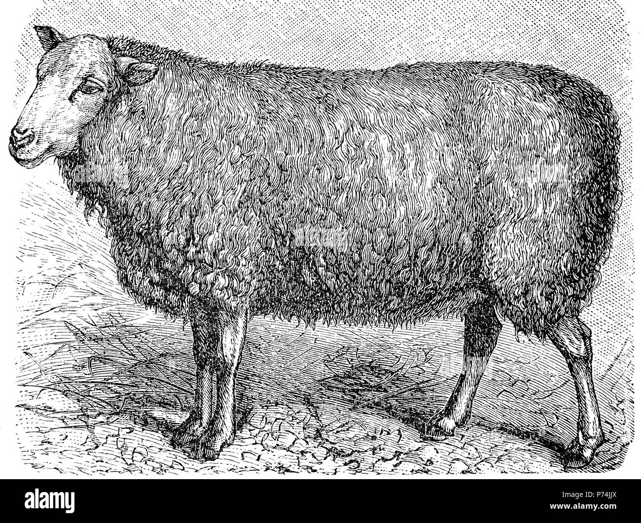 a specie of sheep, the Dishley Sheep, digital improved reproduction from an original print from the year 1881 Stock Photo