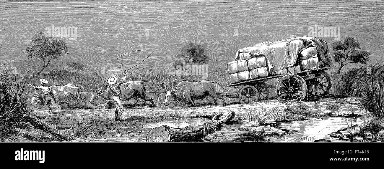 First Anglo Boer War Stock Photos Amp First Anglo Boer War