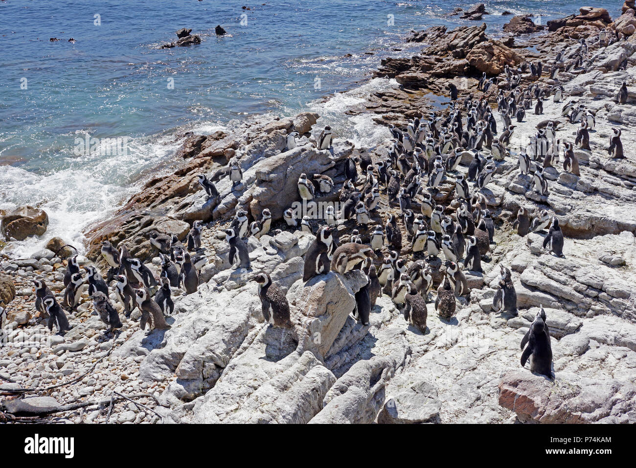 African penguin colony at Stony Point Nature Reserve, Betty's Bay, South  Africa Stock Photo - Alamy