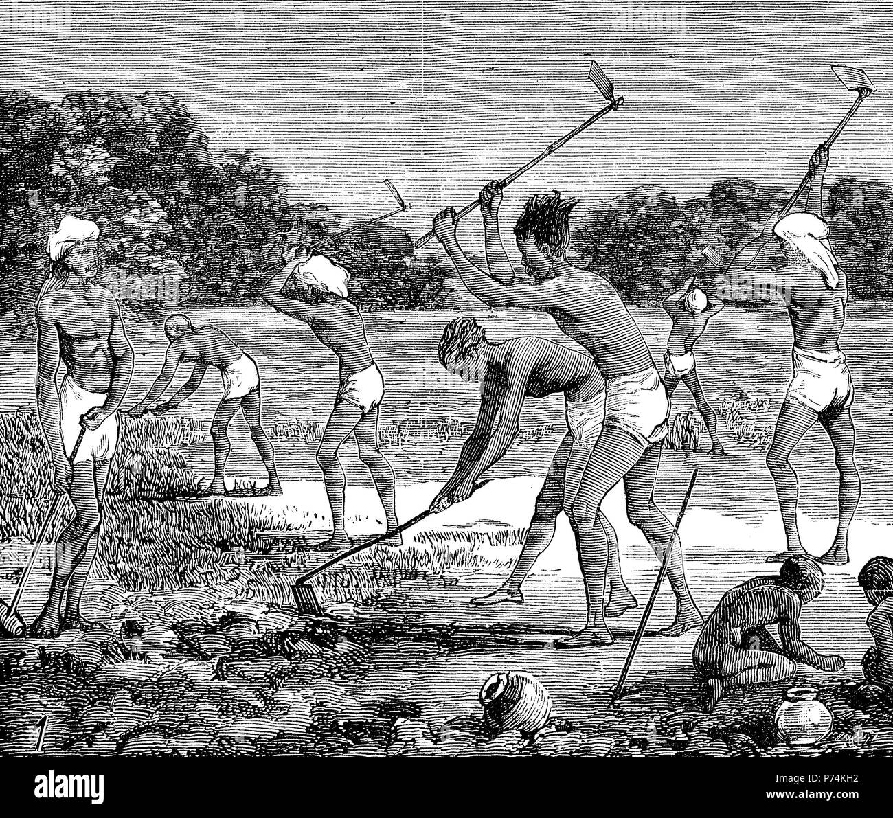 Indigo cultivation in Tirhoot, Bengal. Digging out the stumps after the harvest, India, digital improved reproduction from an original print from the year 1881 Stock Photo