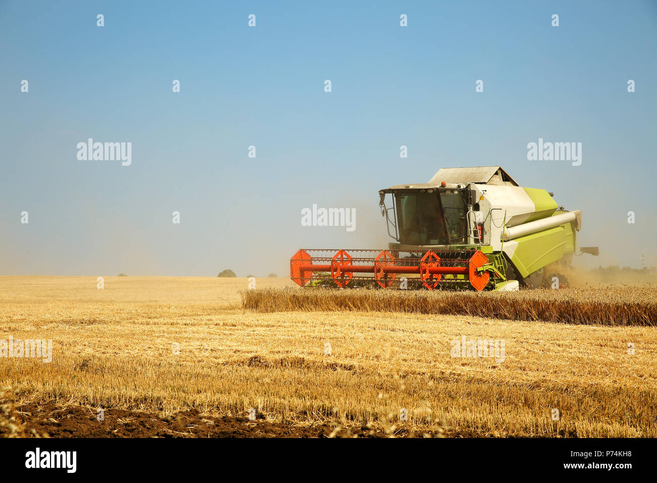 Combine harvester working on a golden ripe wheat field on a bright summer day against blue sky. Grain dust in the air. Agricultural concept, space for Stock Photo