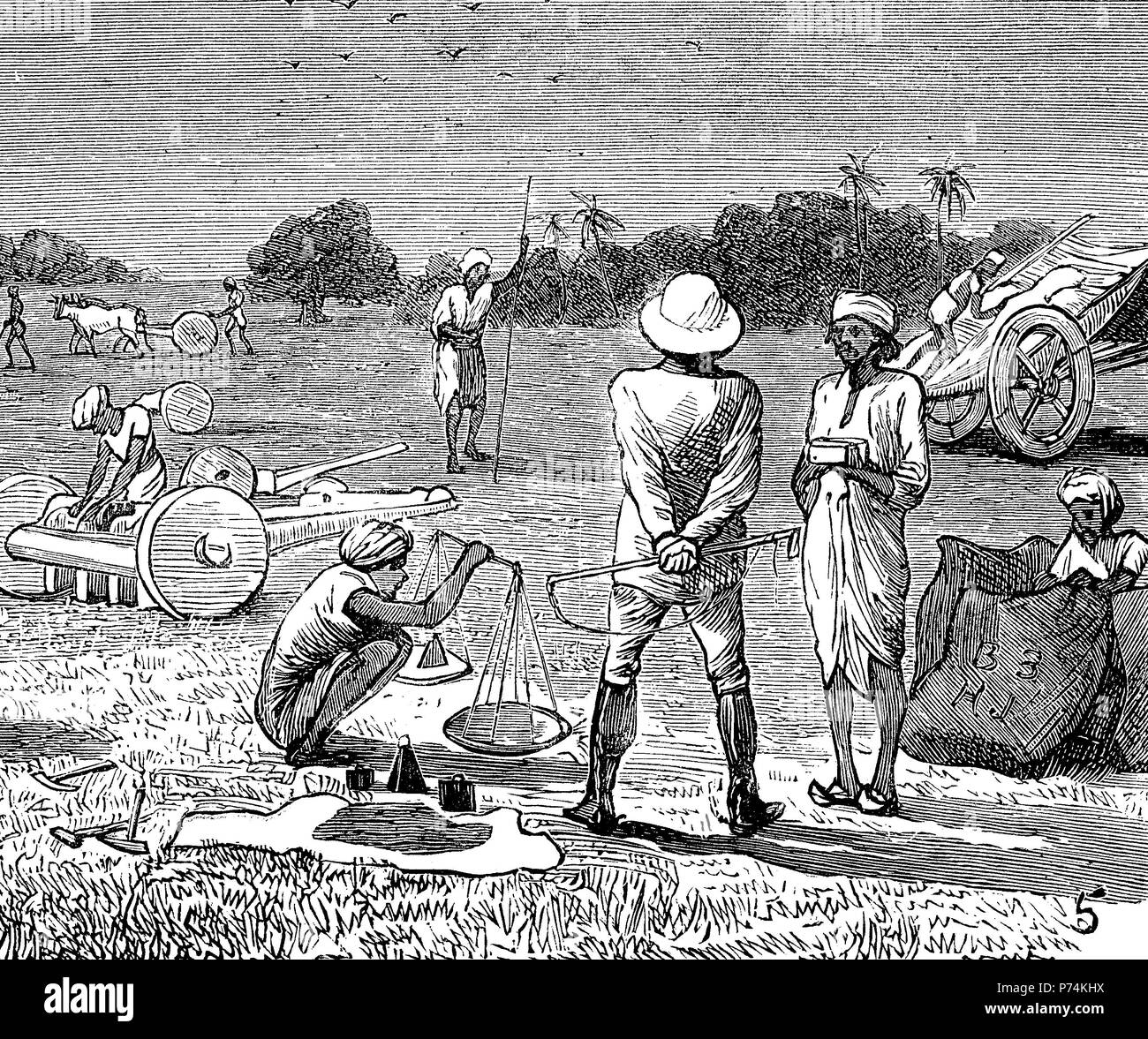 Indigo cultivation in Tirhoot, Bengal. Measuring the seed, India