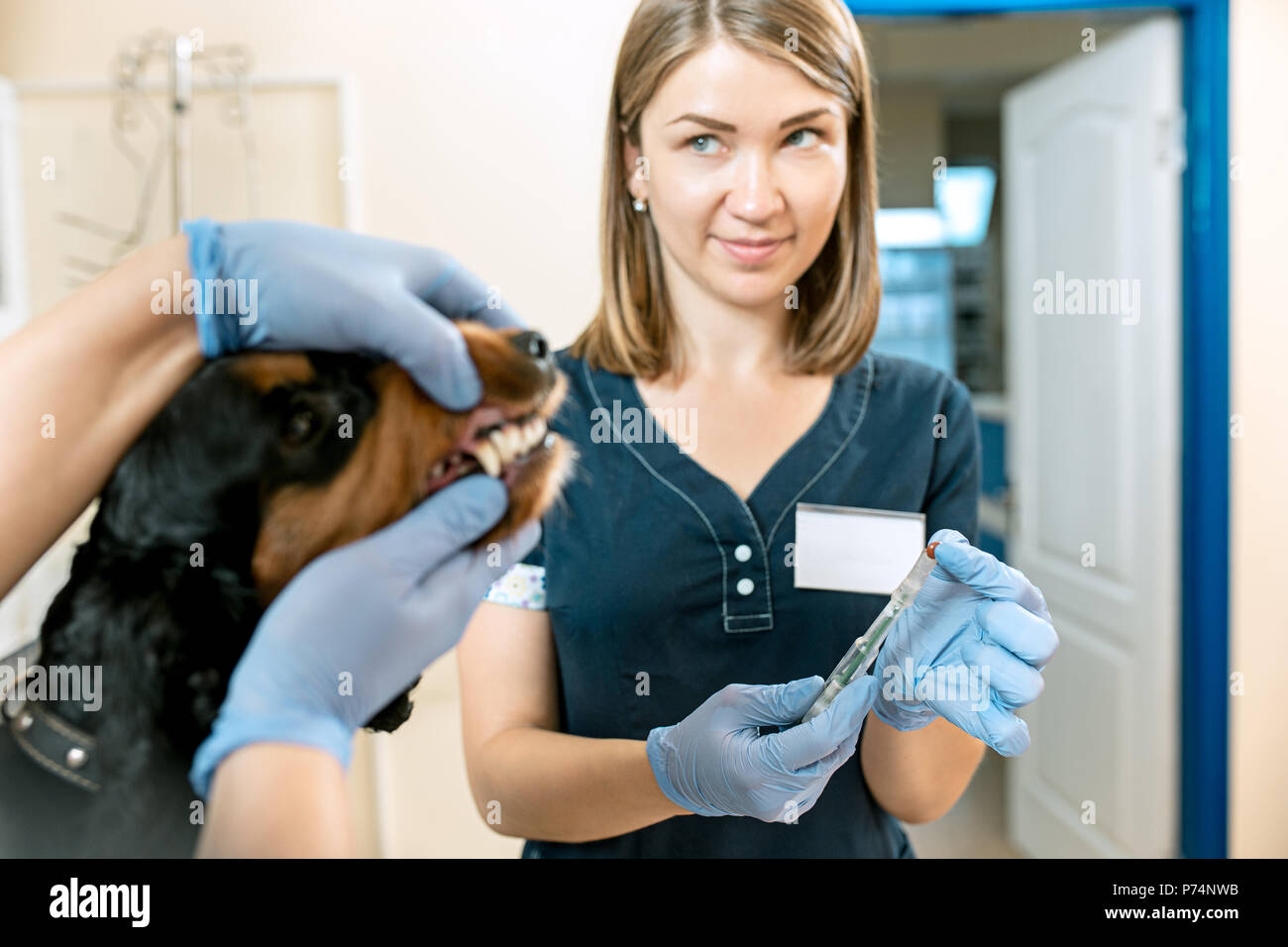 The medicine, pet care and people concept dog and veterinarian doctor