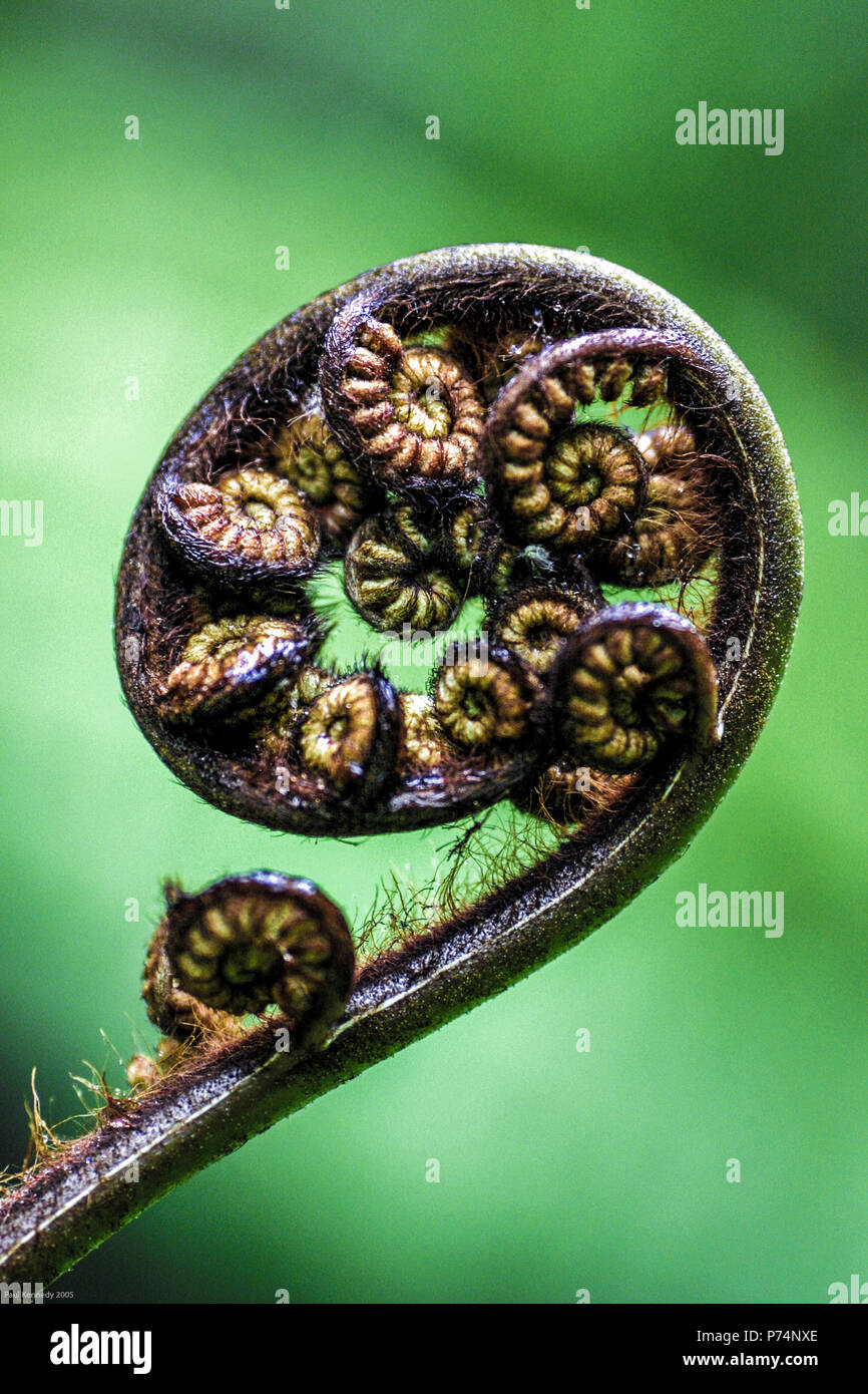 Unfurling New Zealand fern frond Stock Photo