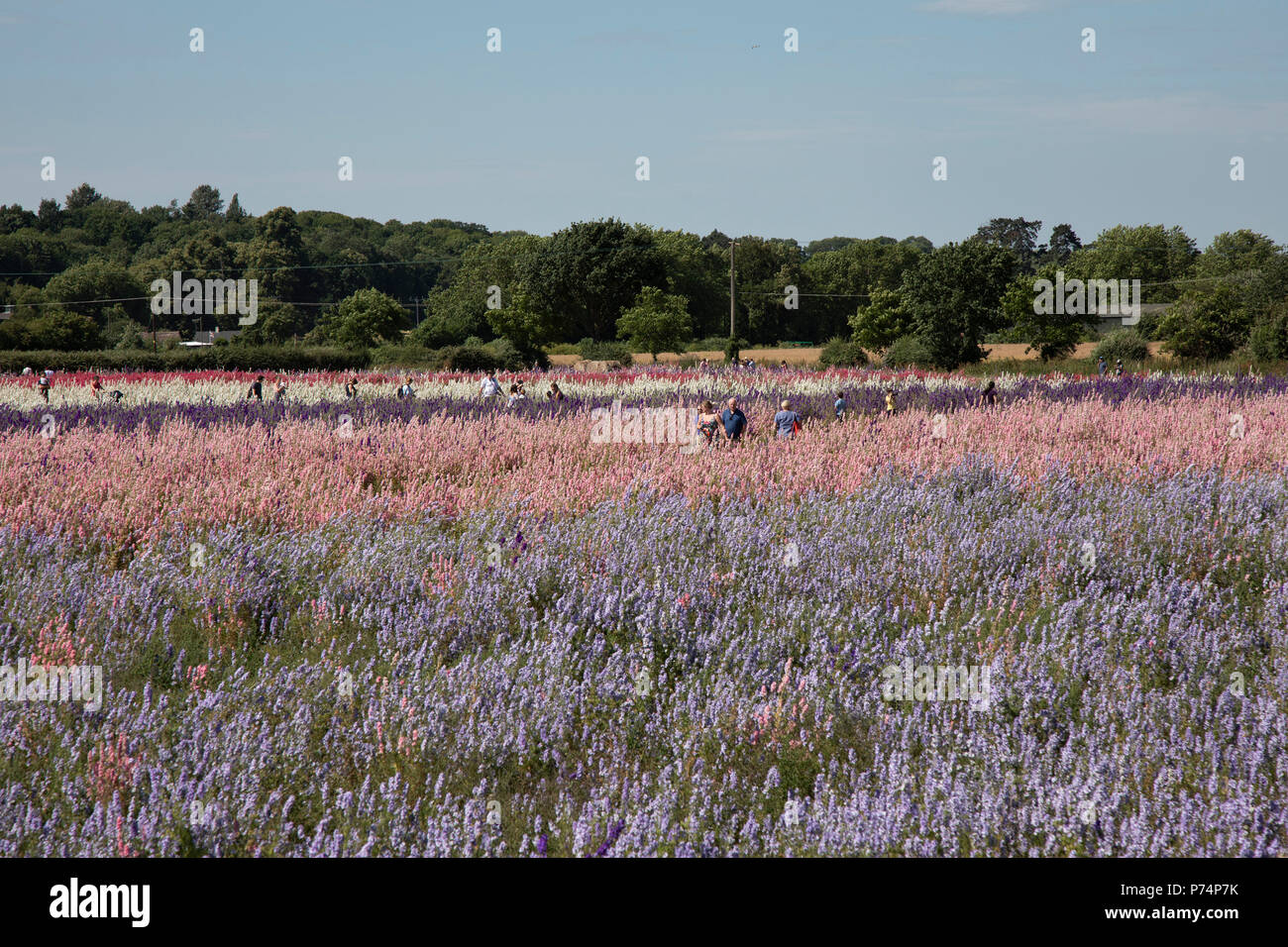 Acres of delphiniums and cornflowers in bloom on the Wyke Manor Estate in Worcestershire on 3rd July 2018 in Wick, near Pershore, United Kingdom. The Confetti Flower Field is a spectacular sight, and is run by the Real Flower Petal Confetti Company, the UK’s original wedding petal grower who grow natural, biodegradable wedding confetti. The Wyke Manor Estate in Worcestershire is alive with colour each summer with Delphinium and wildflowers. The Confetti Flower Field is open to the public for a short time each summer so visitors can come and enjoy the amazing colours. Stock Photo