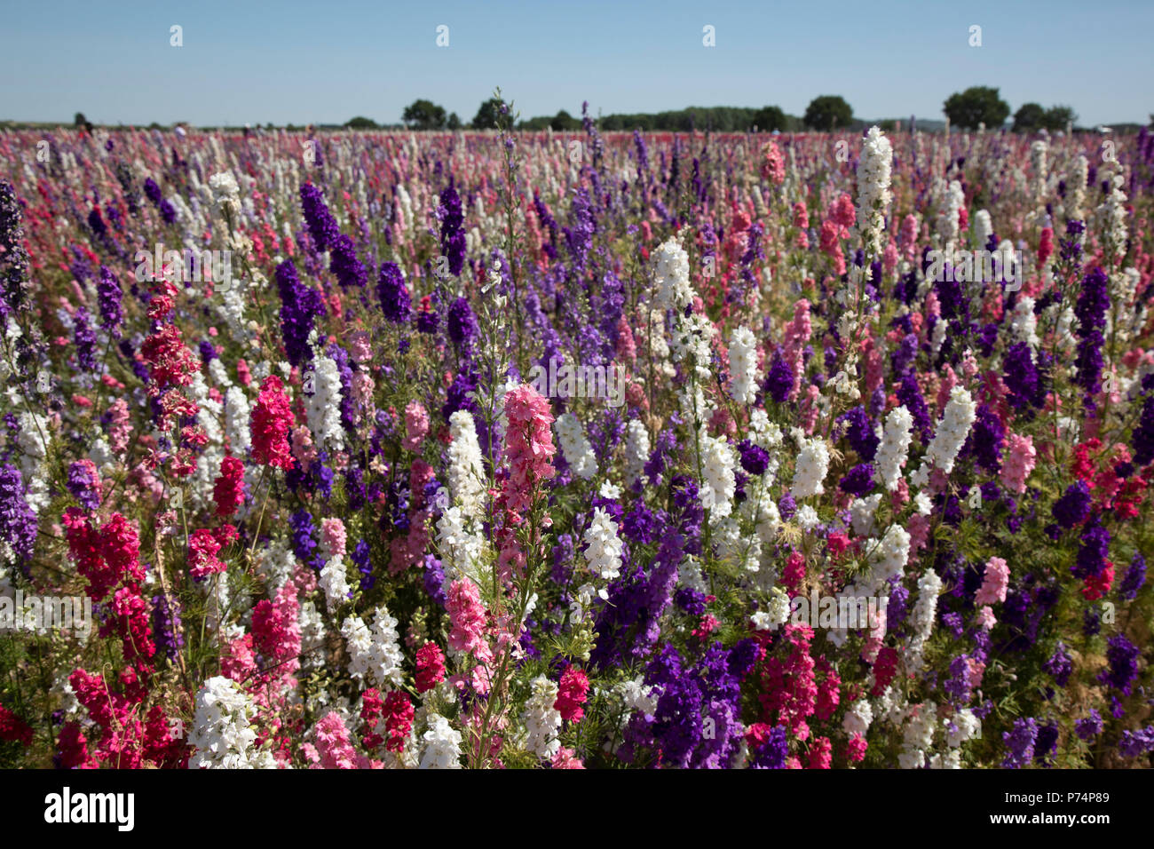 Acres of delphiniums and cornflowers in bloom on the Wyke Manor Estate in Worcestershire on 3rd July 2018 in Wick, near Pershore, United Kingdom. The Confetti Flower Field is a spectacular sight, and is run by the Real Flower Petal Confetti Company, the UK’s original wedding petal grower who grow natural, biodegradable wedding confetti. The Wyke Manor Estate in Worcestershire is alive with colour each summer with Delphinium and wildflowers. The Confetti Flower Field is open to the public for a short time each summer so visitors can come and enjoy the amazing colours. Stock Photo
