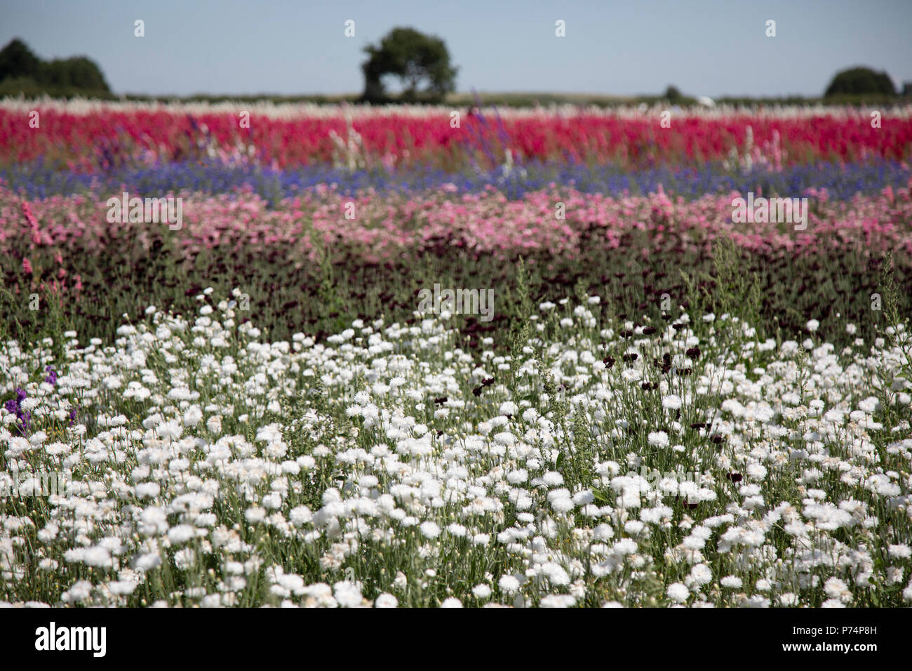 Rainbow Delphinium Flowers - The Real Flower Petal Confetti Company