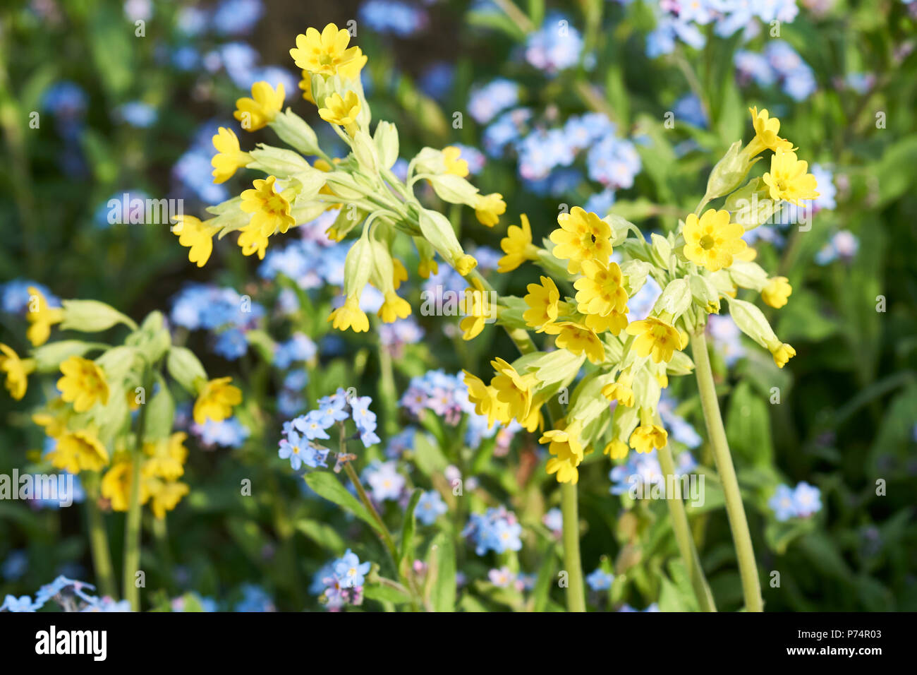 Cowslips (Primula veris) flowering plants growing in a garden flowerbed during springtime. UK. Stock Photo