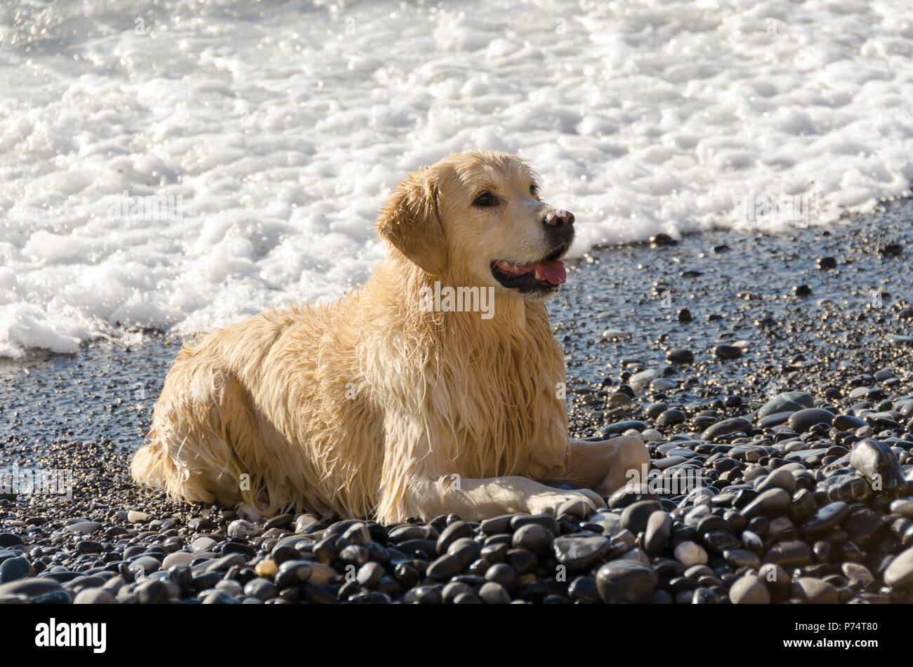 honey color golden retriever that swims, runs and plays in the waves of