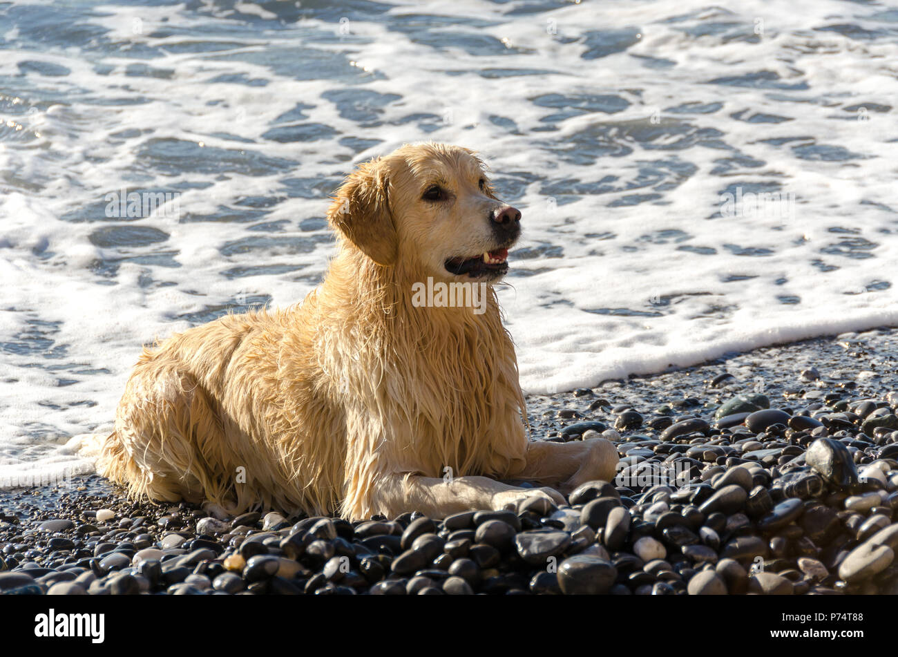 honey color golden retriever that swims, runs and plays in the waves of ...