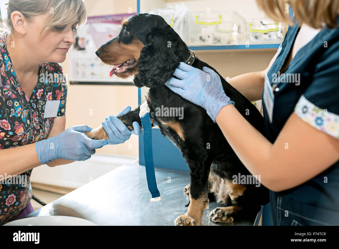 The Medicine Pet Care And People Concept Dog And Veterinarian Doctor At Vet Clinic Stock Photo Alamy
