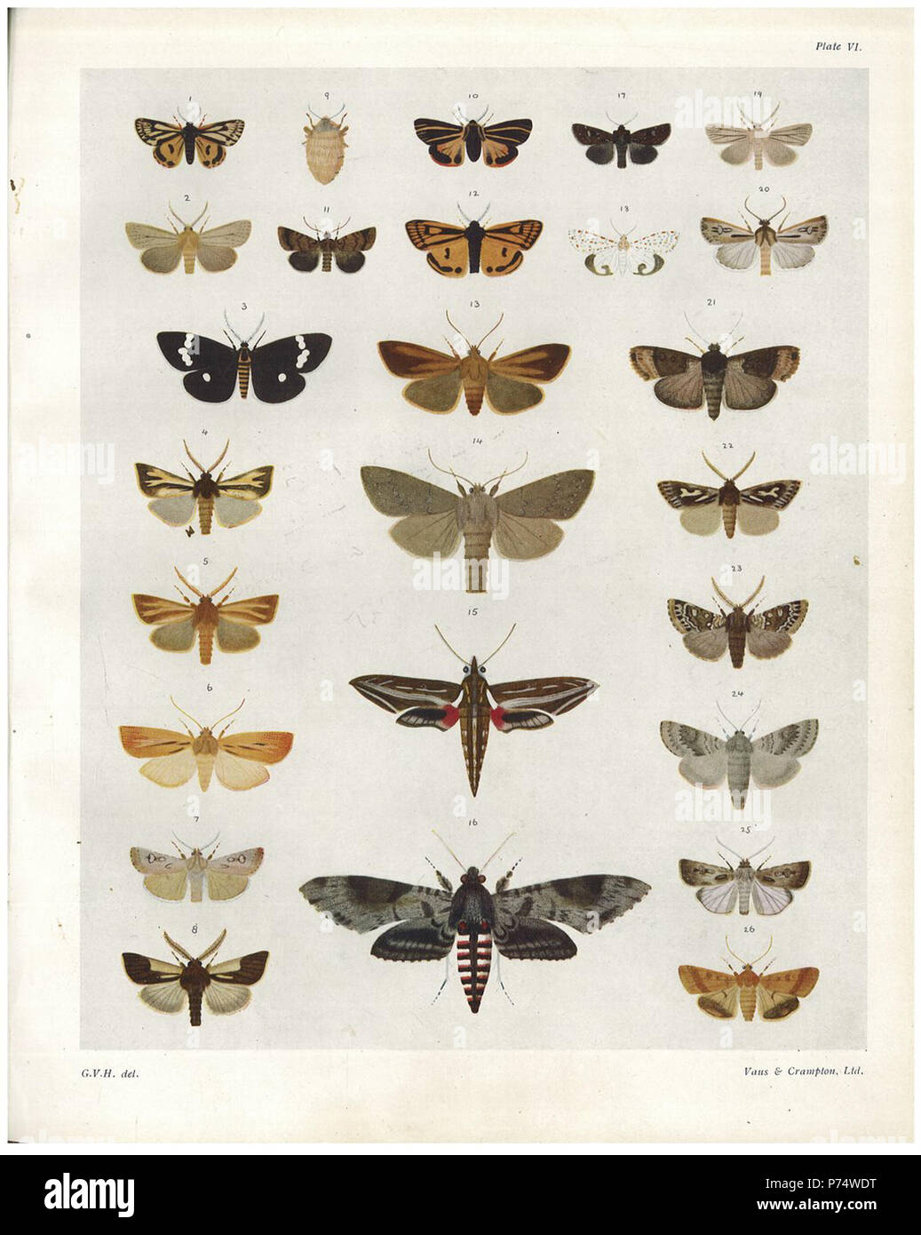 English Plate VI The butterflies & moths of NZ . 1928 40 Plate VI The
