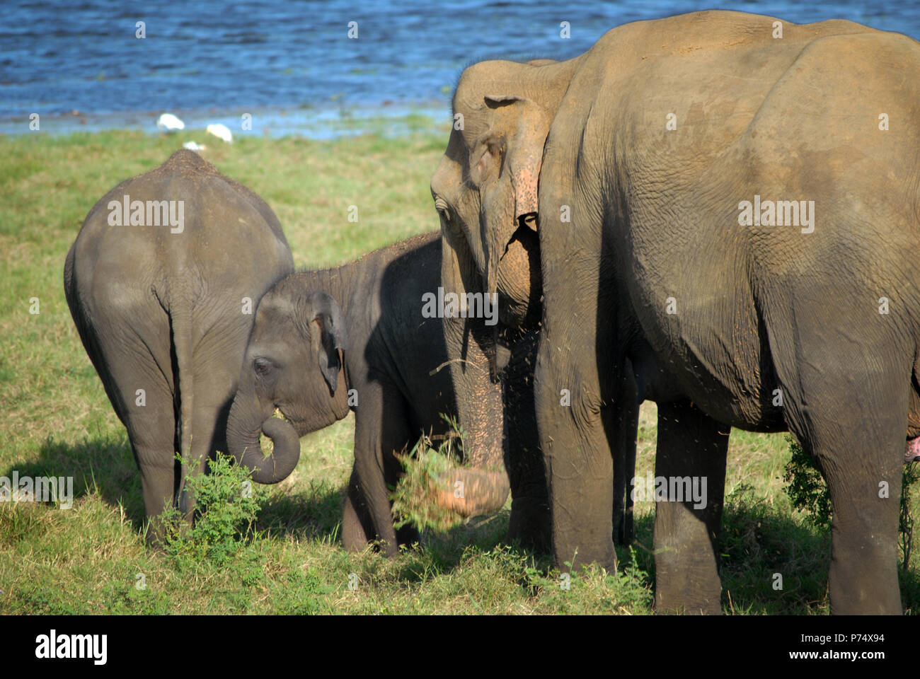 Elephants at Kaudulla National Park, Sri Lanka. Stock Photo