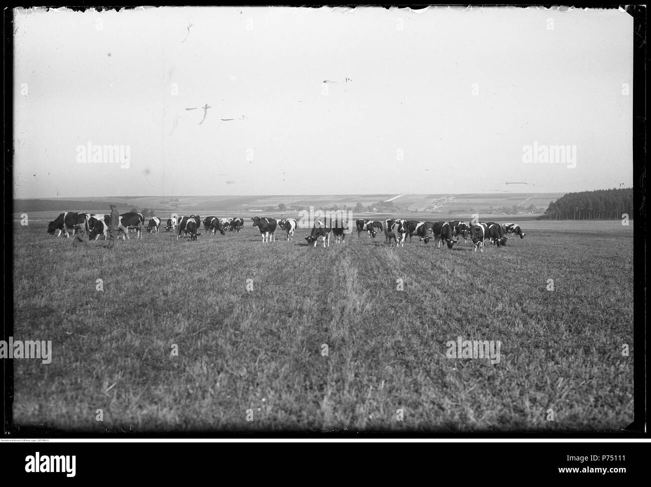 67 Narcyz Witczak-Witaczyński - Rolnictwo i hodowla w majątku ziemskim (107-591-3) Stock Photo