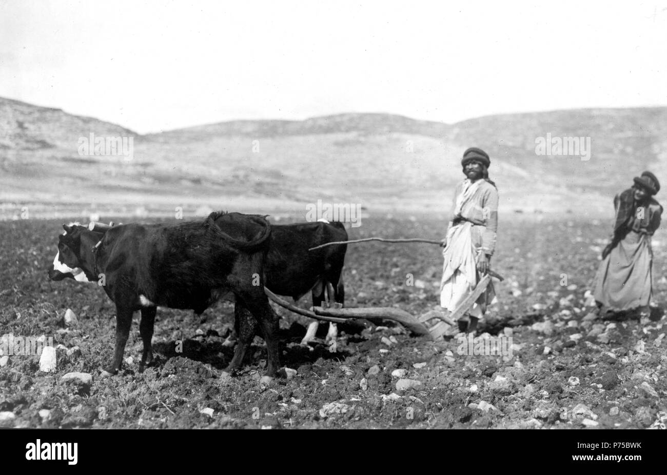 Camels and donkeys, as well as bullocks, are hitched to the low, one-handled, wooden plows of Palestine, the same today as centuries ago 1900-1924 Stock Photo