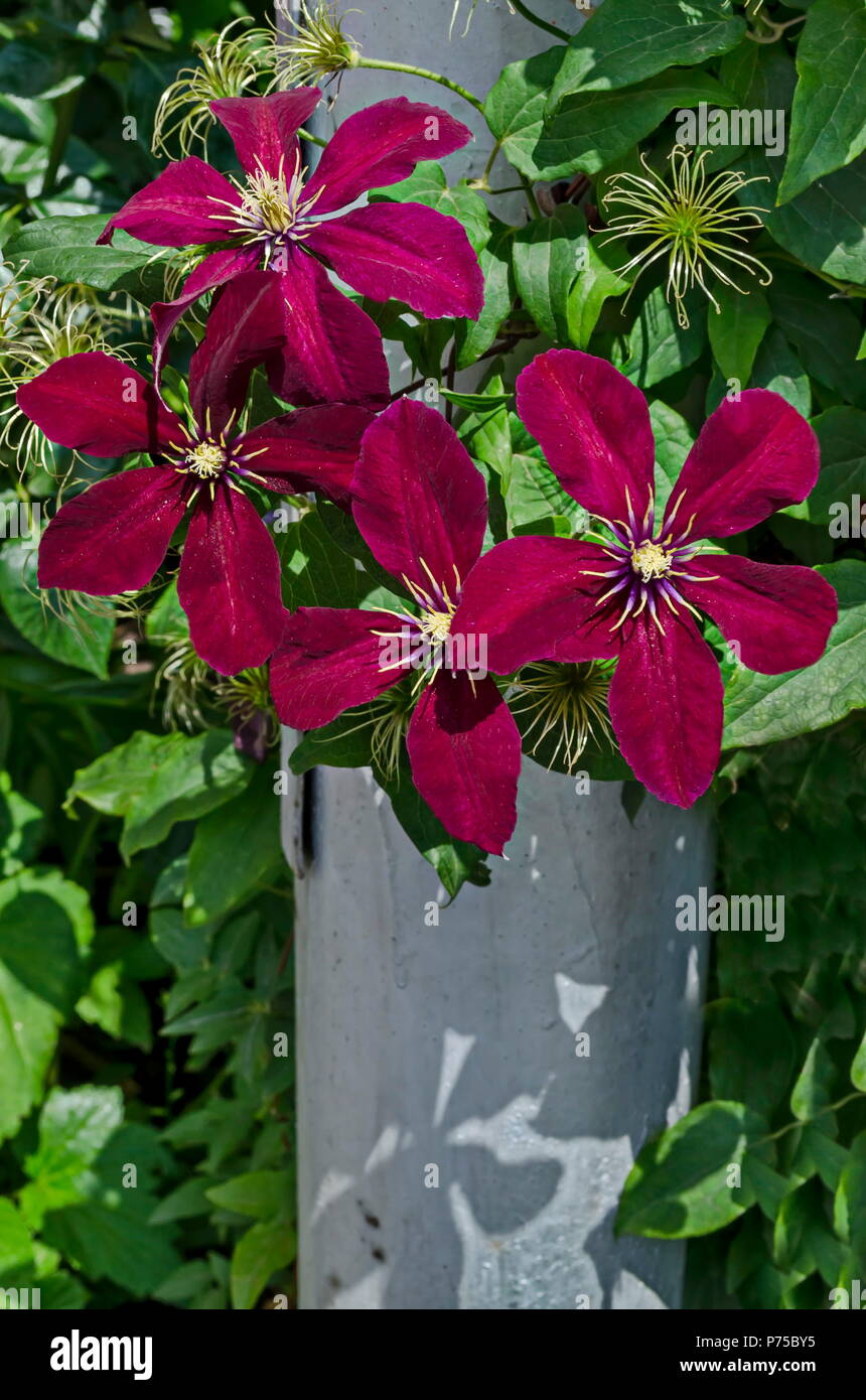 Purple lush clematis flower in bloom at natural outdoor garden, Sofia, Bulgaria Stock Photo