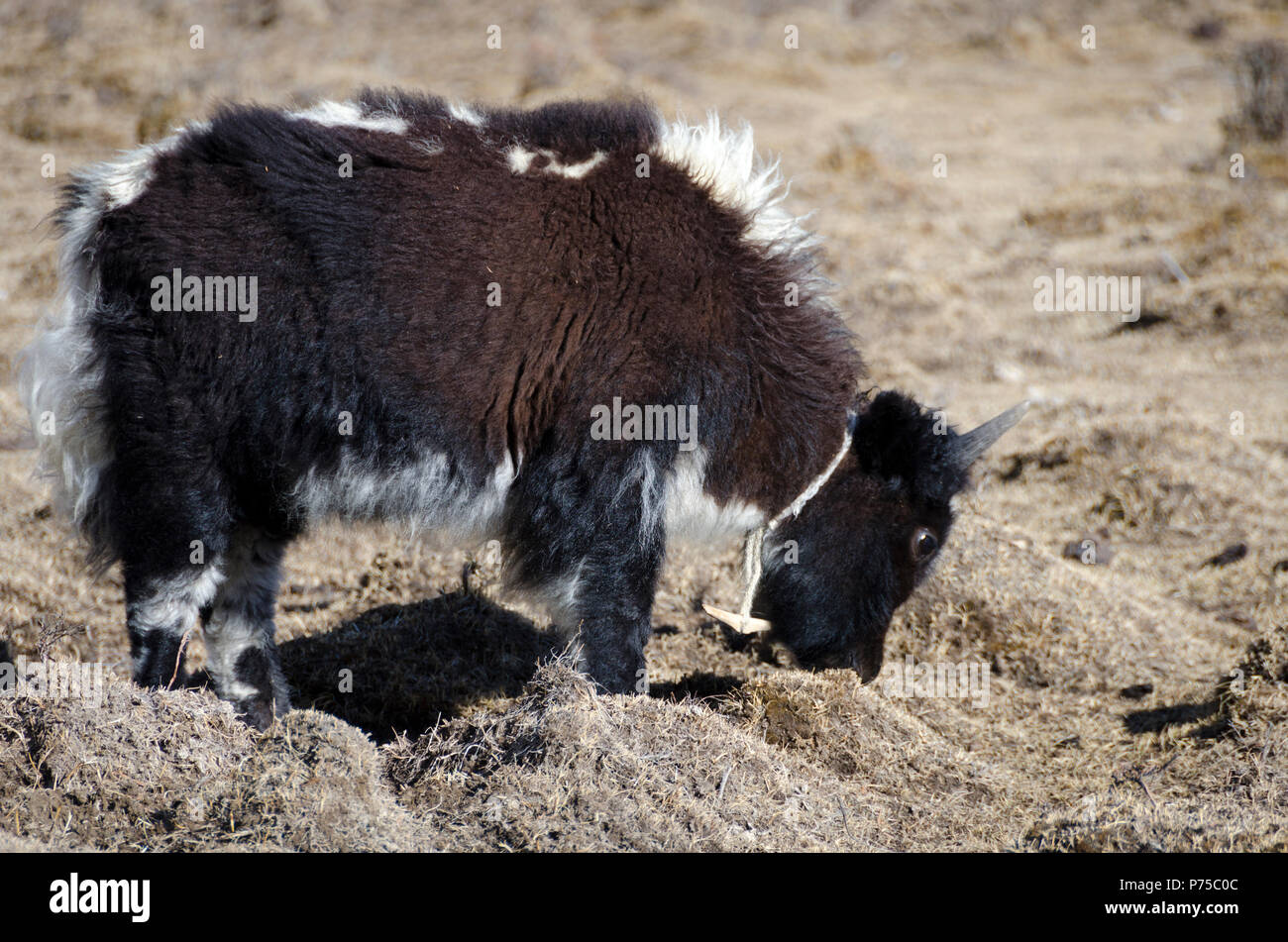 Young yak, near Kyanjin Gompa, Langtang, Nepal Stock Photo