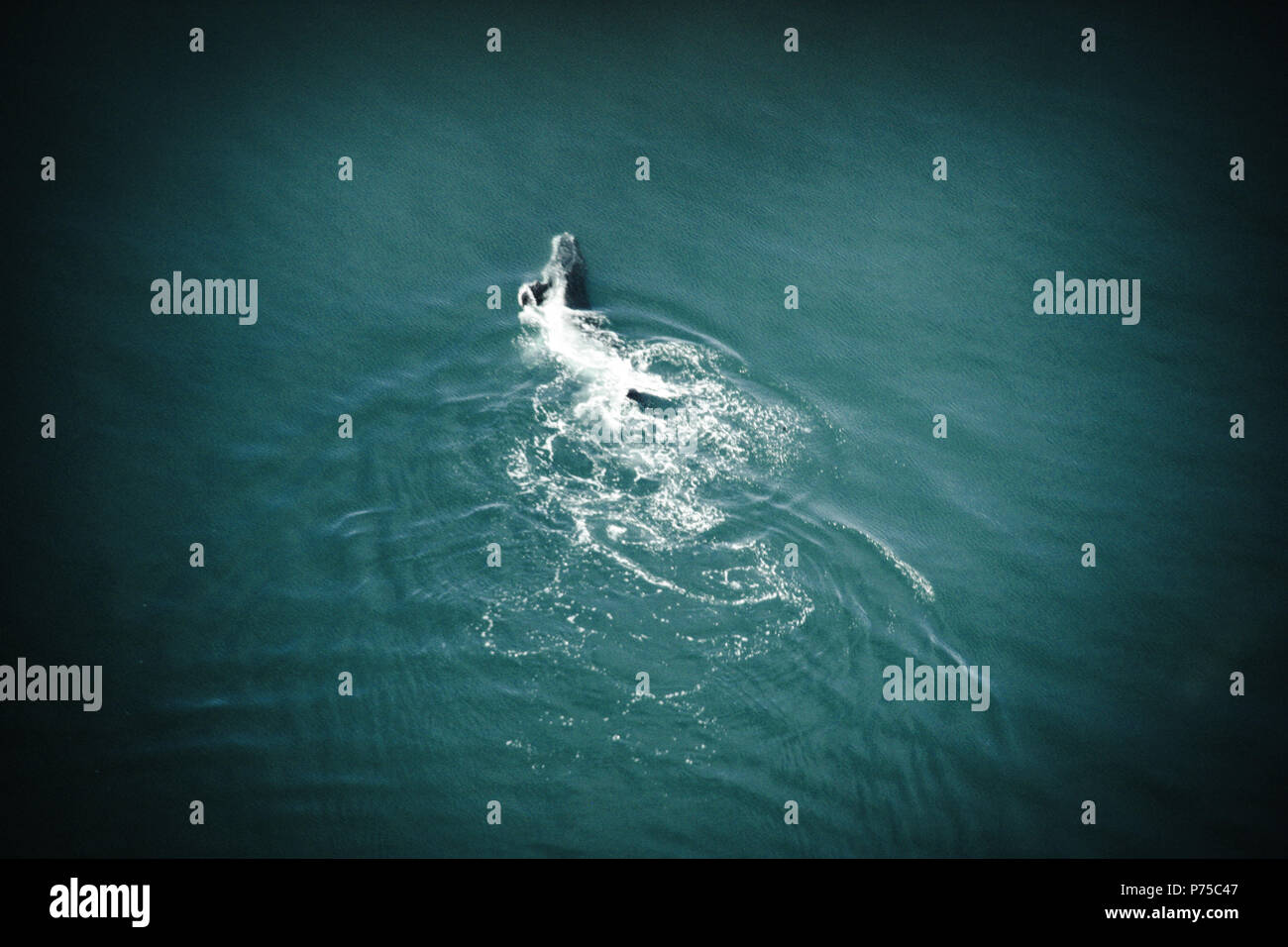 Blue whale calf aerial hi-res stock photography and images - Alamy