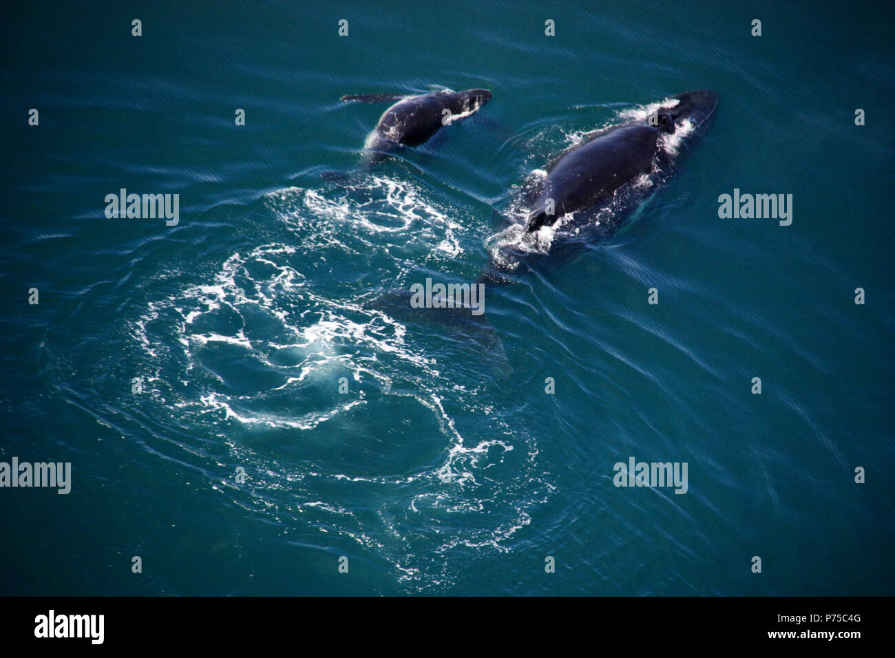 Tail humpback whale above water hi-res stock photography and images - Alamy