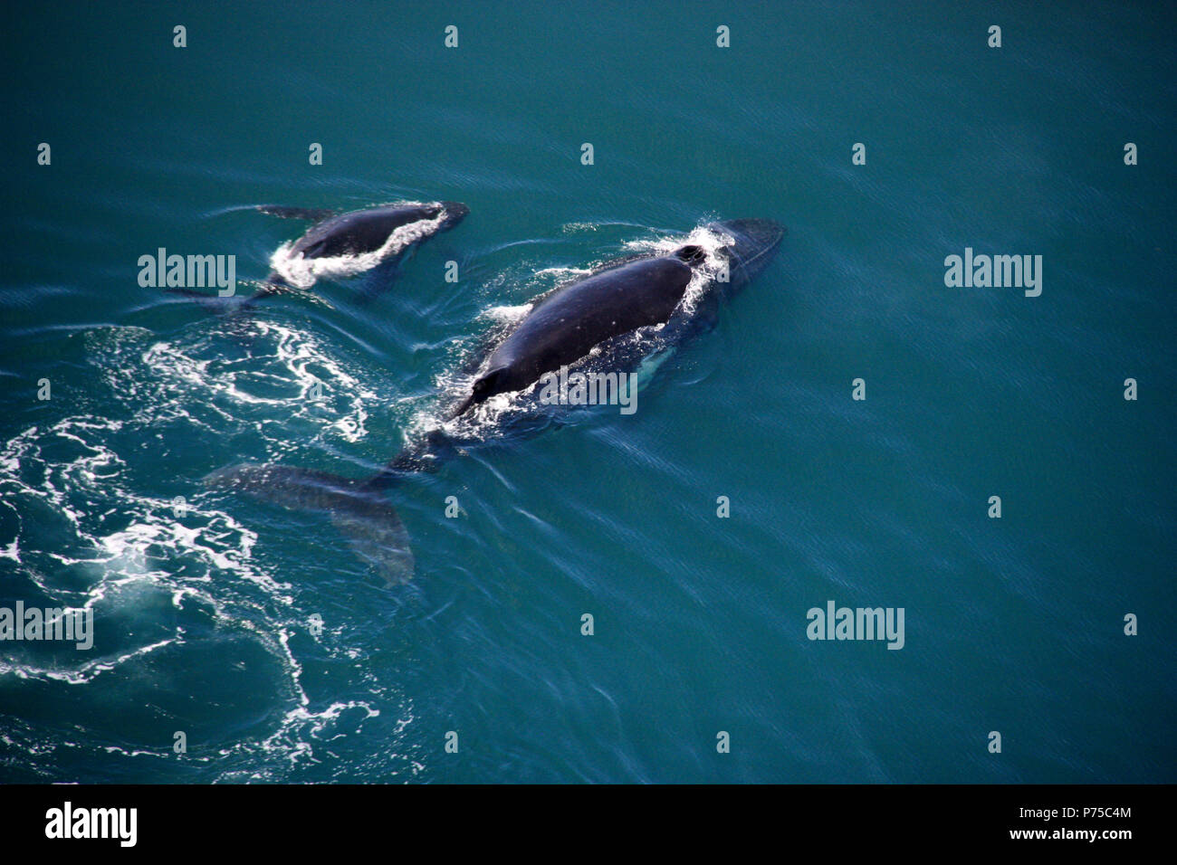 Blue whale calf aerial hi-res stock photography and images - Alamy
