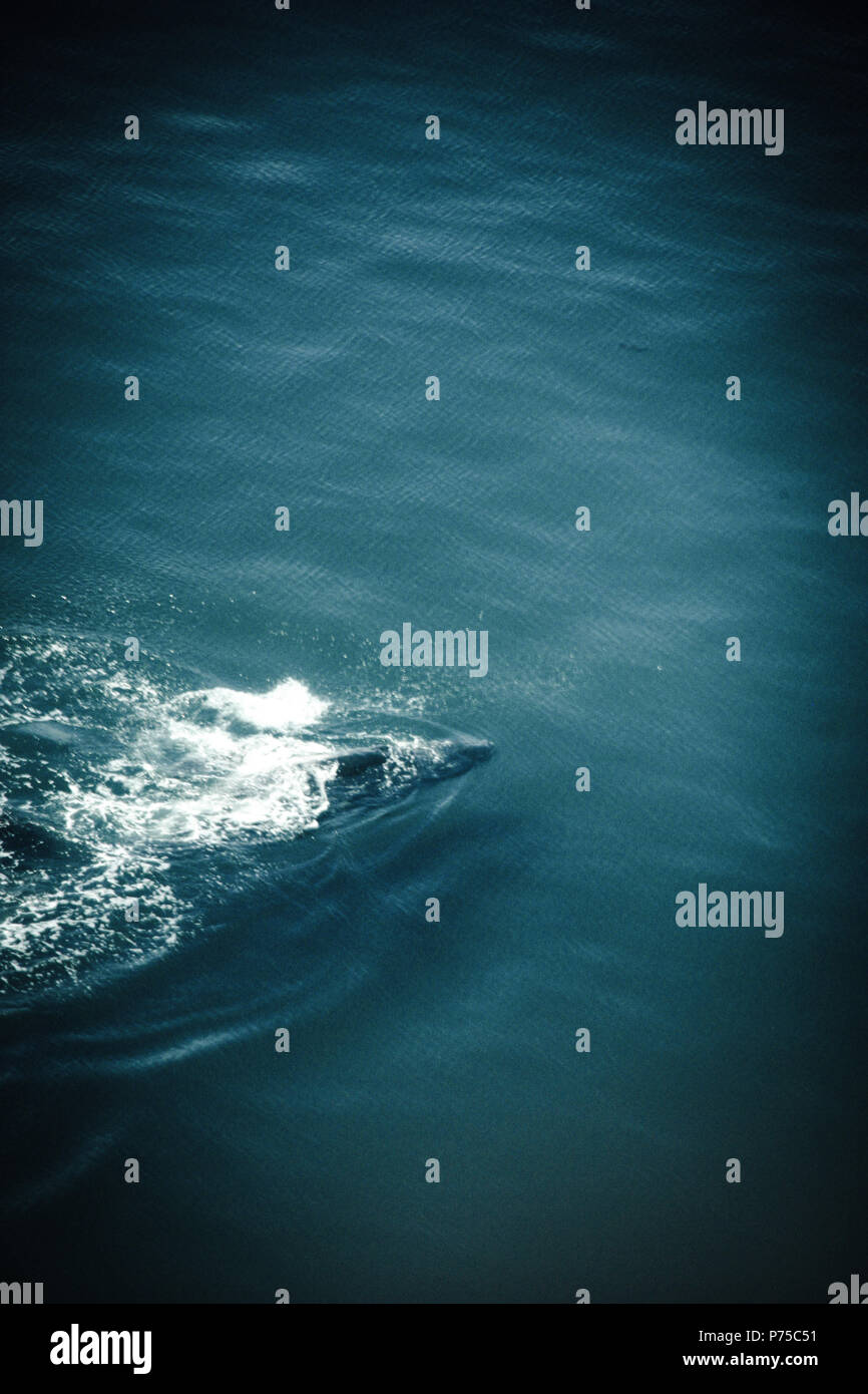 Blue whale calf aerial hi-res stock photography and images - Alamy