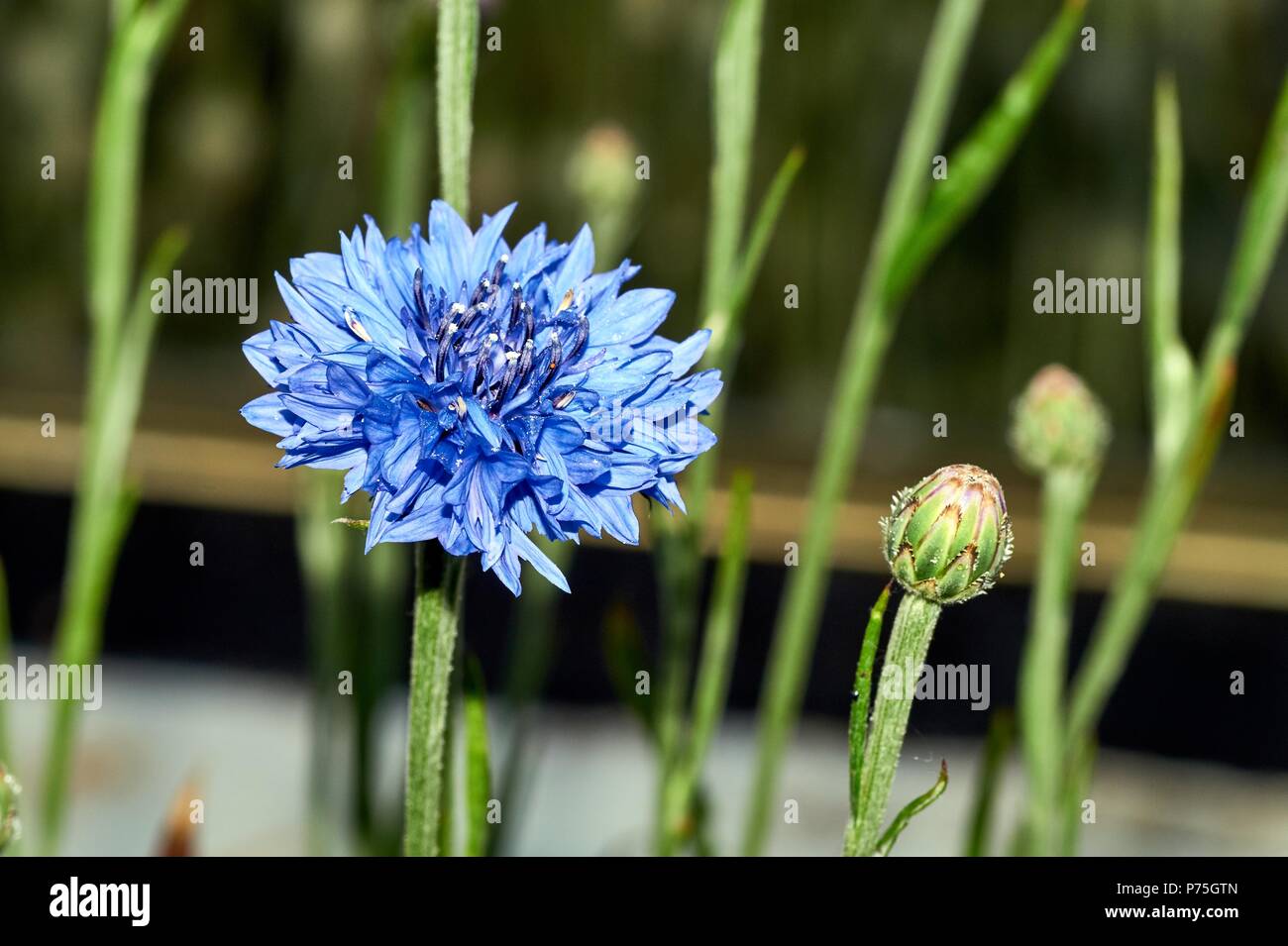 Golden everlasting flowers or strawflowers for background Stock Photo